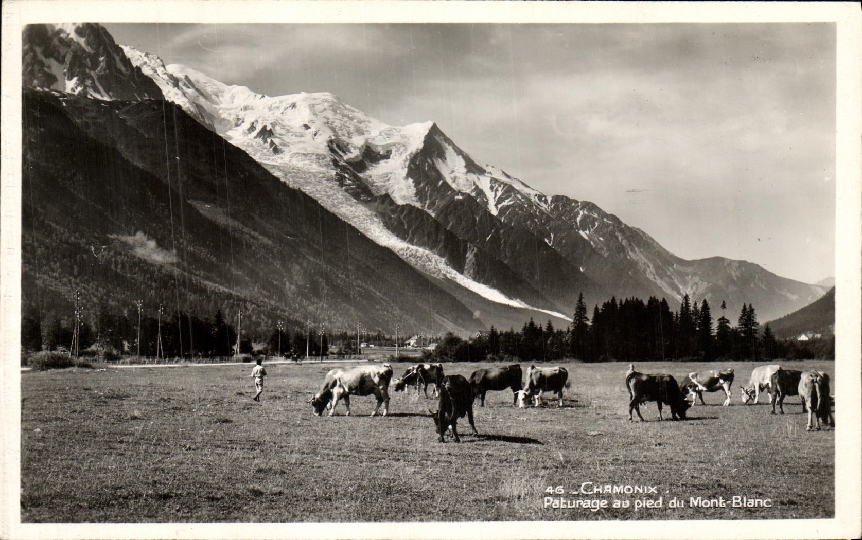 VINTAGE POSTCARD Chamonix Pasture with the foot of Mont Blanc Cows