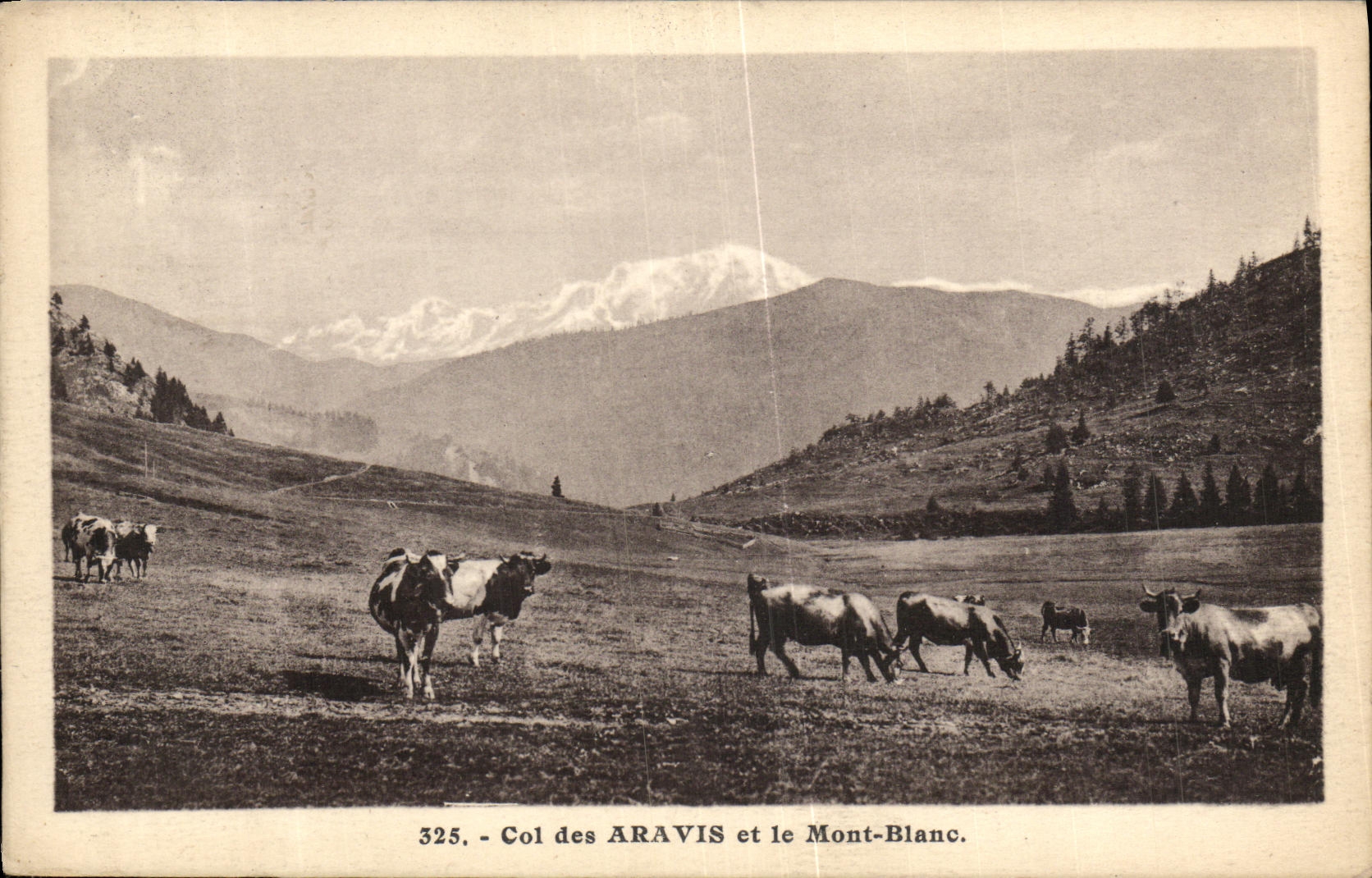 VINTAGE POSTCARD Chamonix Mont Blanc Collar of Aravis Cows