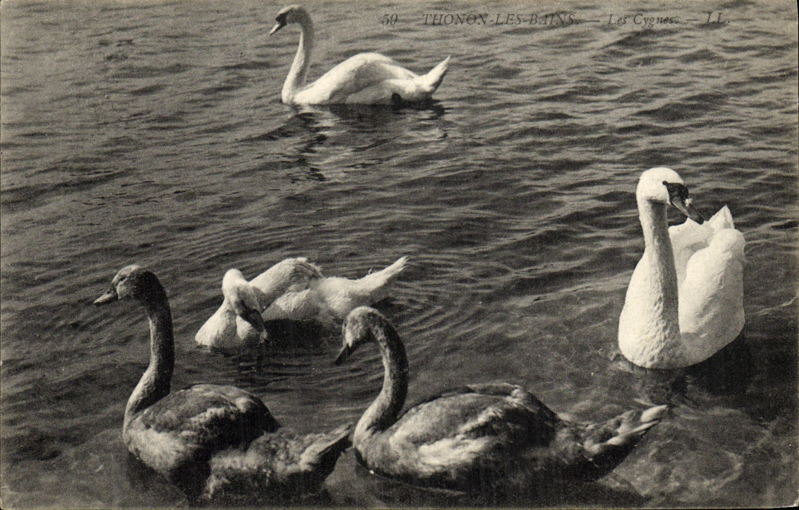 VINTAGE POSTCARD Thonon les Bains swans