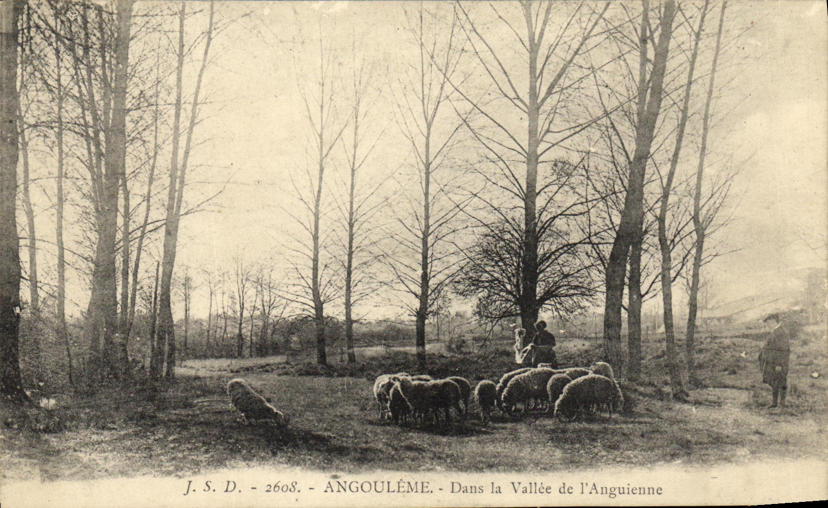 VINTAGE POSTCARD Angouleme In the Valley of L Anguienne Sheep