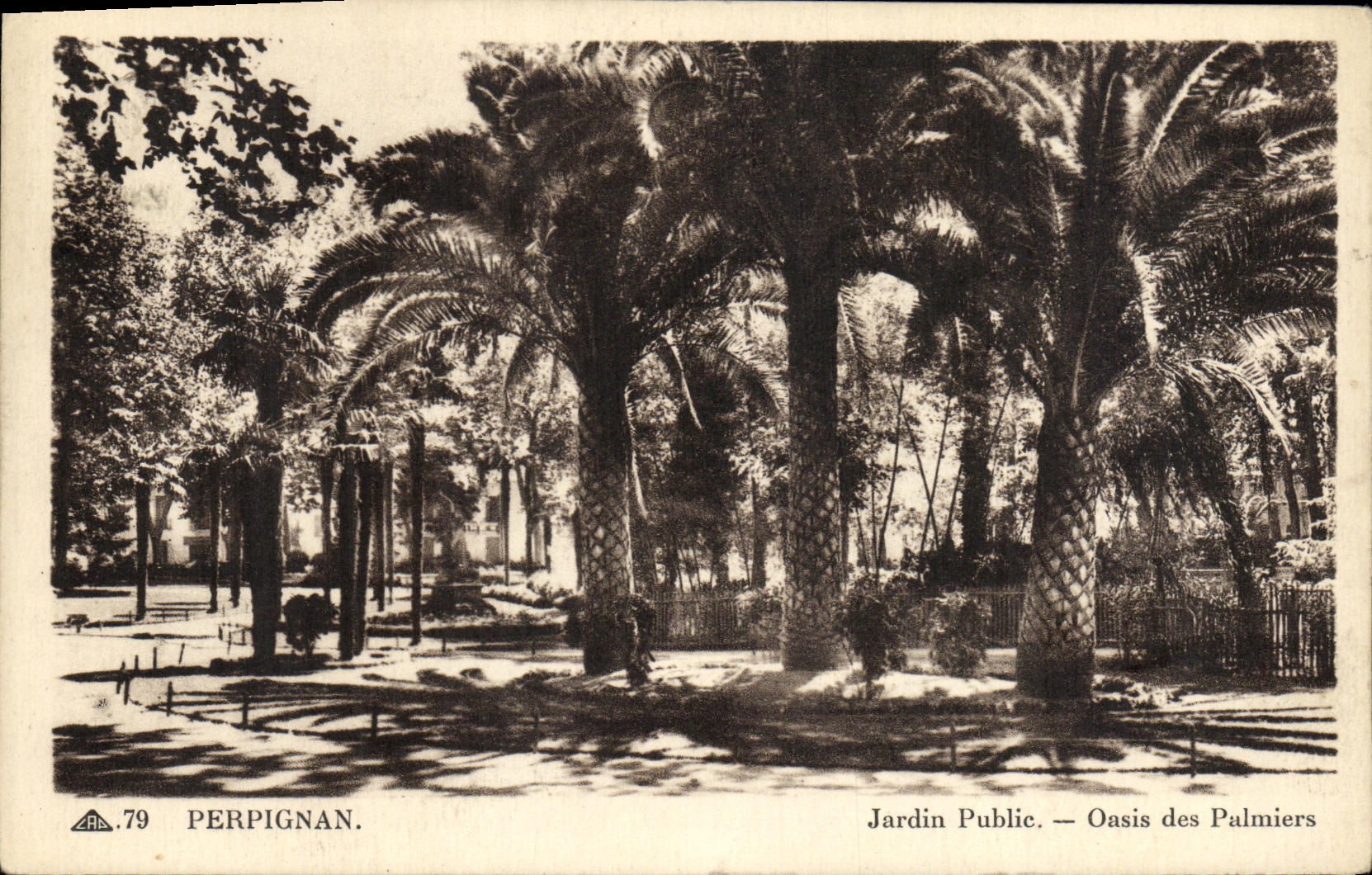 CPA Perpignan Jardin Public Oasis des Palmiers
