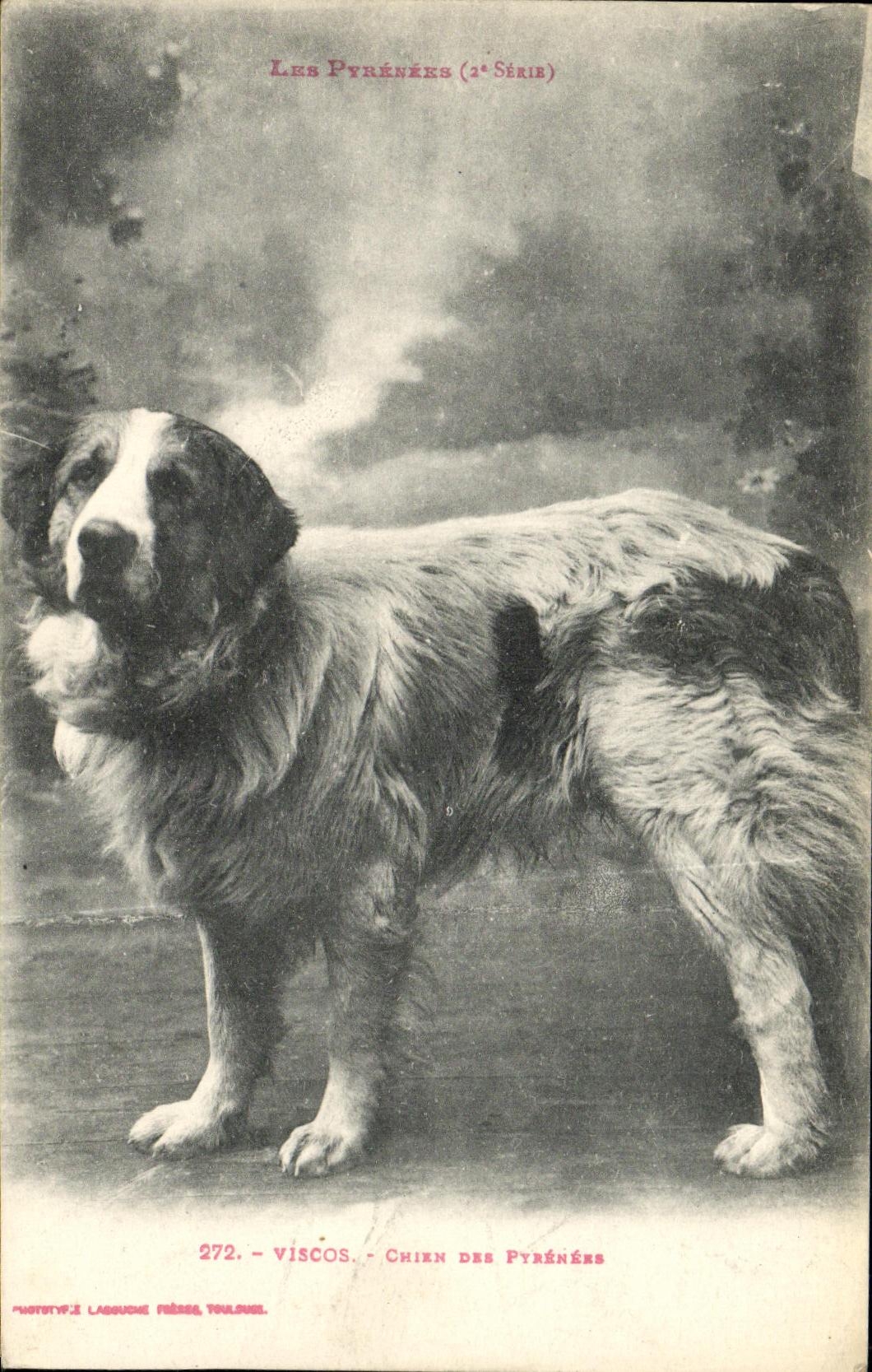 CPA Viscos Chien Des Pyrenees