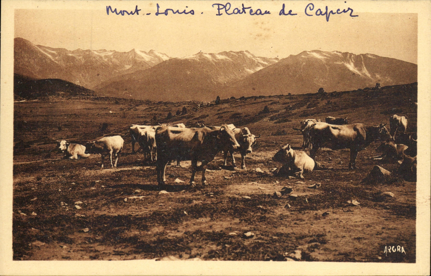 VINTAGE POSTCARD the Pyrenees Mount Louis Plate of Capciz Cows