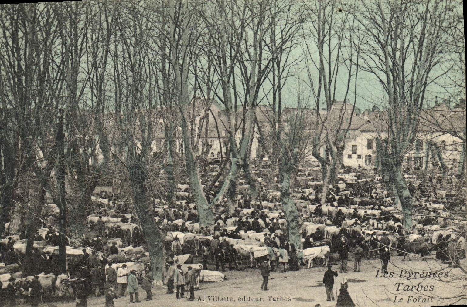 VINTAGE POSTCARD Tarbes Forail Vaches Oxen Goes TOP