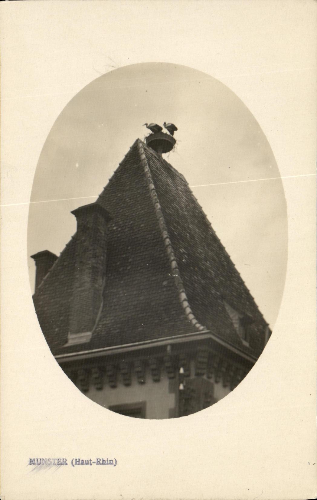 VINTAGE POSTCARD Munster Storks