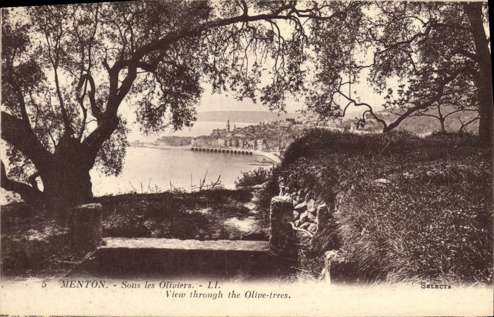 CPA Menton Sous les Oliviers 