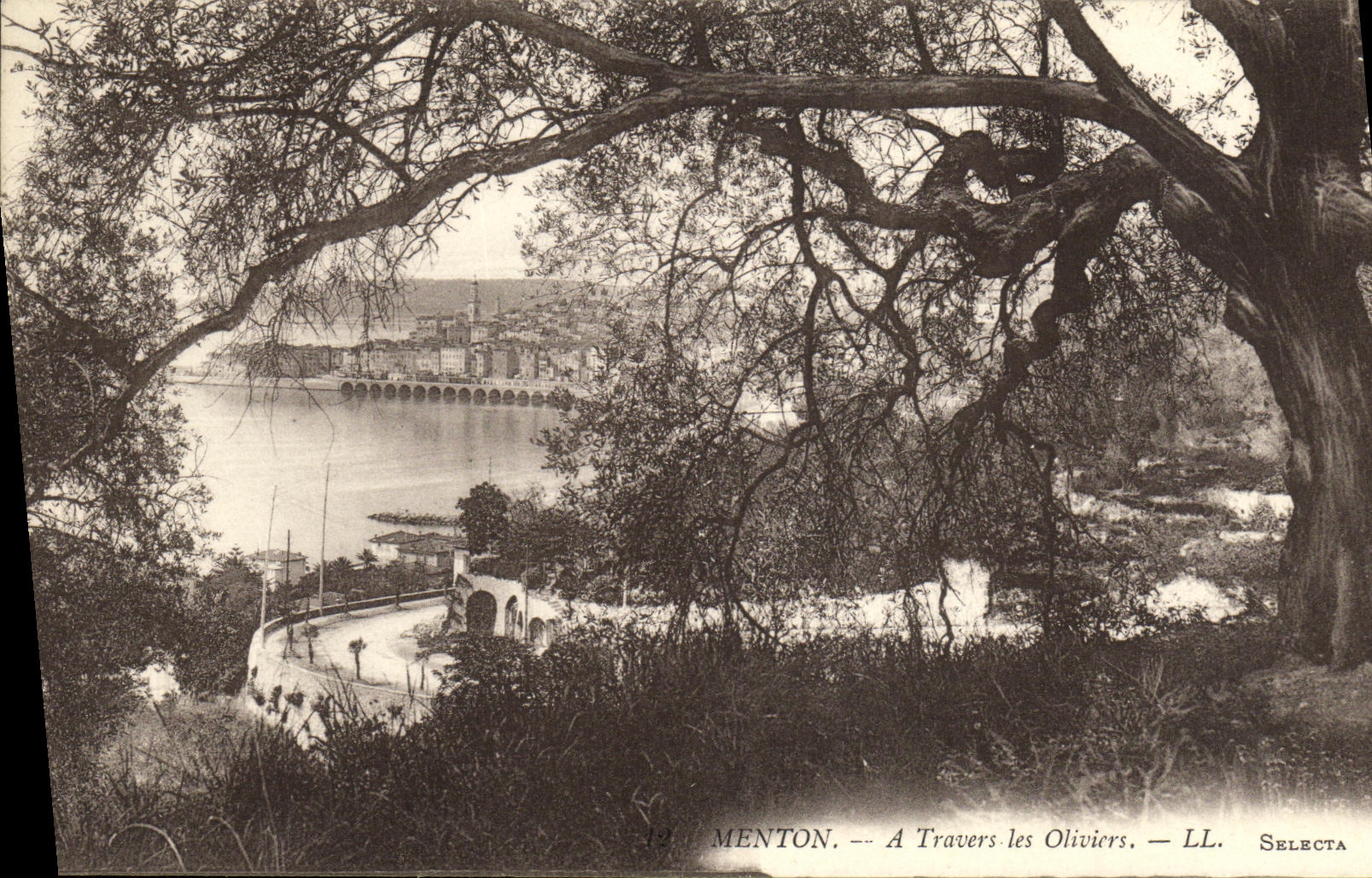 CPA Menton A Travers les Oliviers
