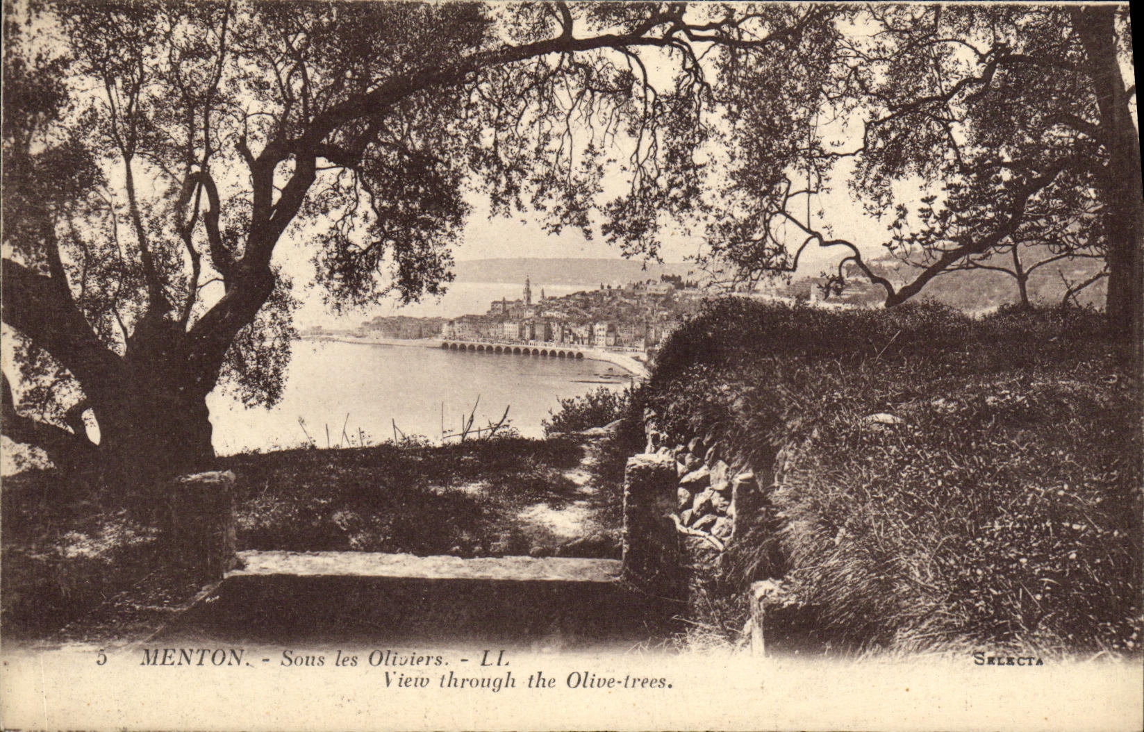 CPA Menton Sons les Oliviers