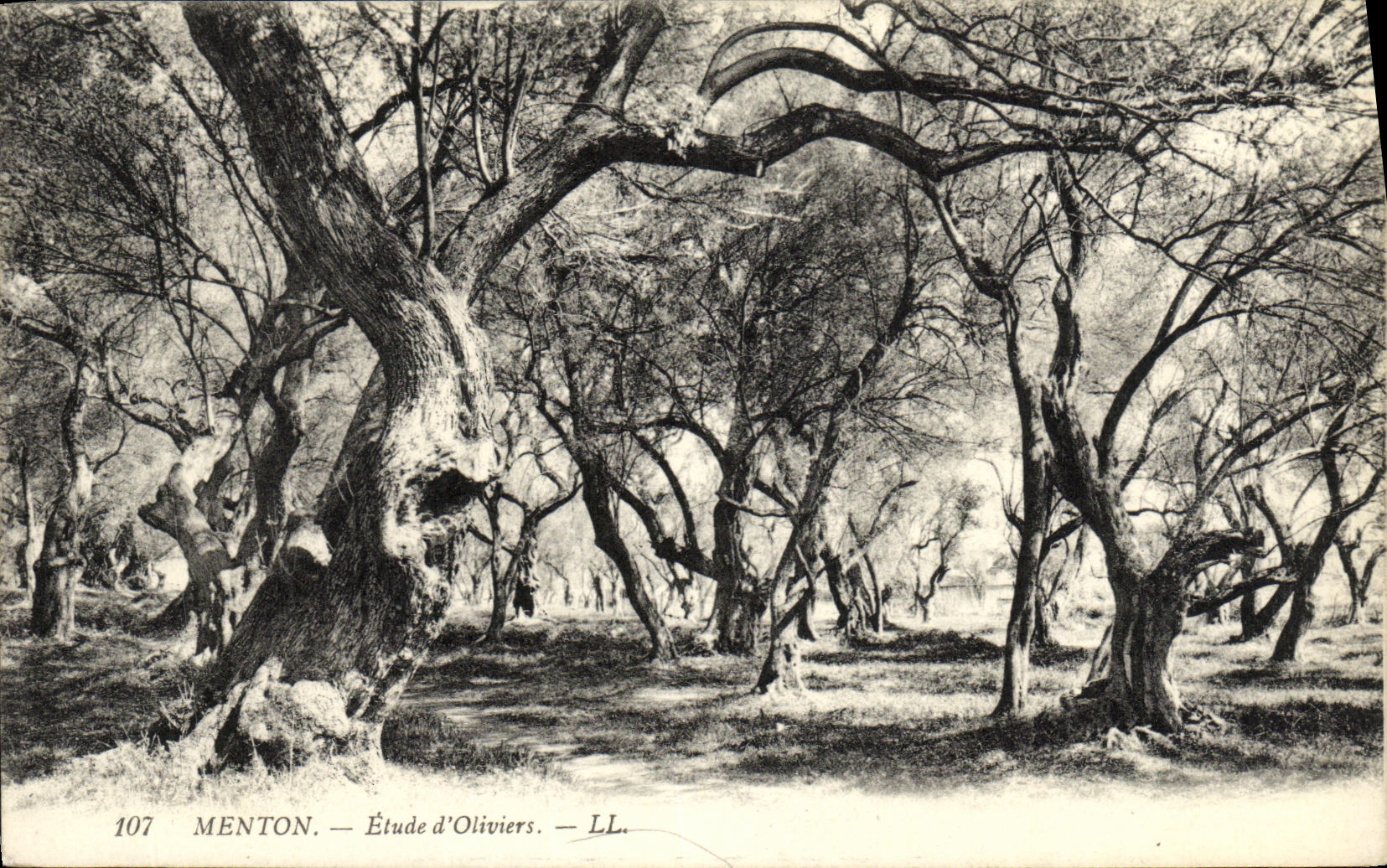 CPA Menton Etude d Oliviers 