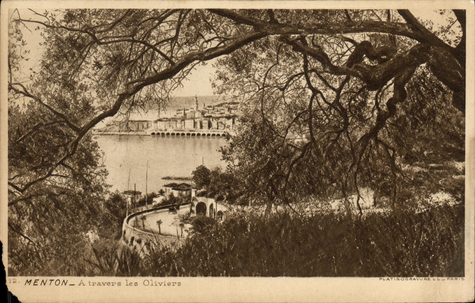 CPA Menton a travers les Oliviers