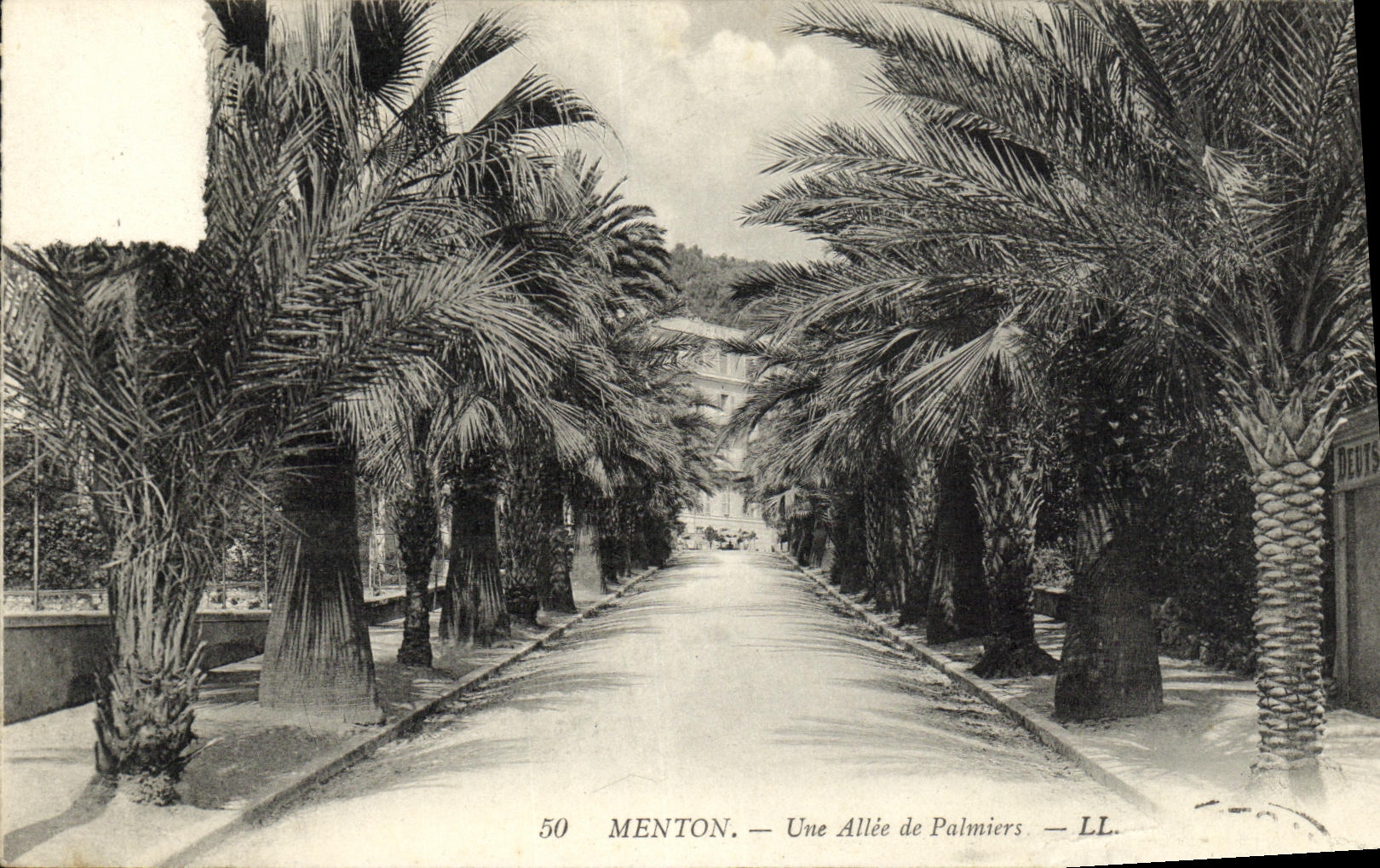 CPA Menton Une Allee de Palmiers