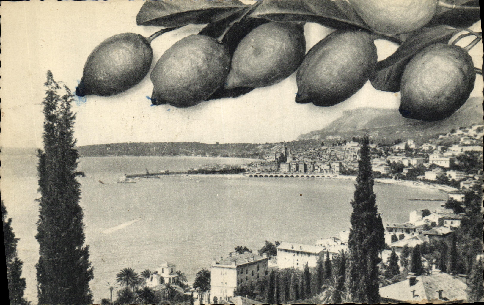 CPA Menton Vue generale Les Citrons
