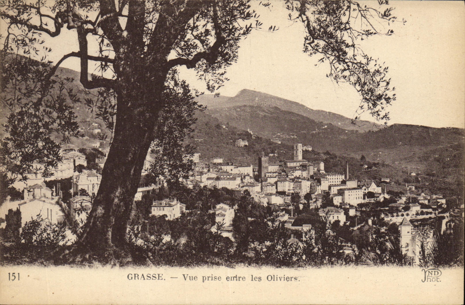 POSTAL de la VENDIMIA grasa vista entre Oilviers