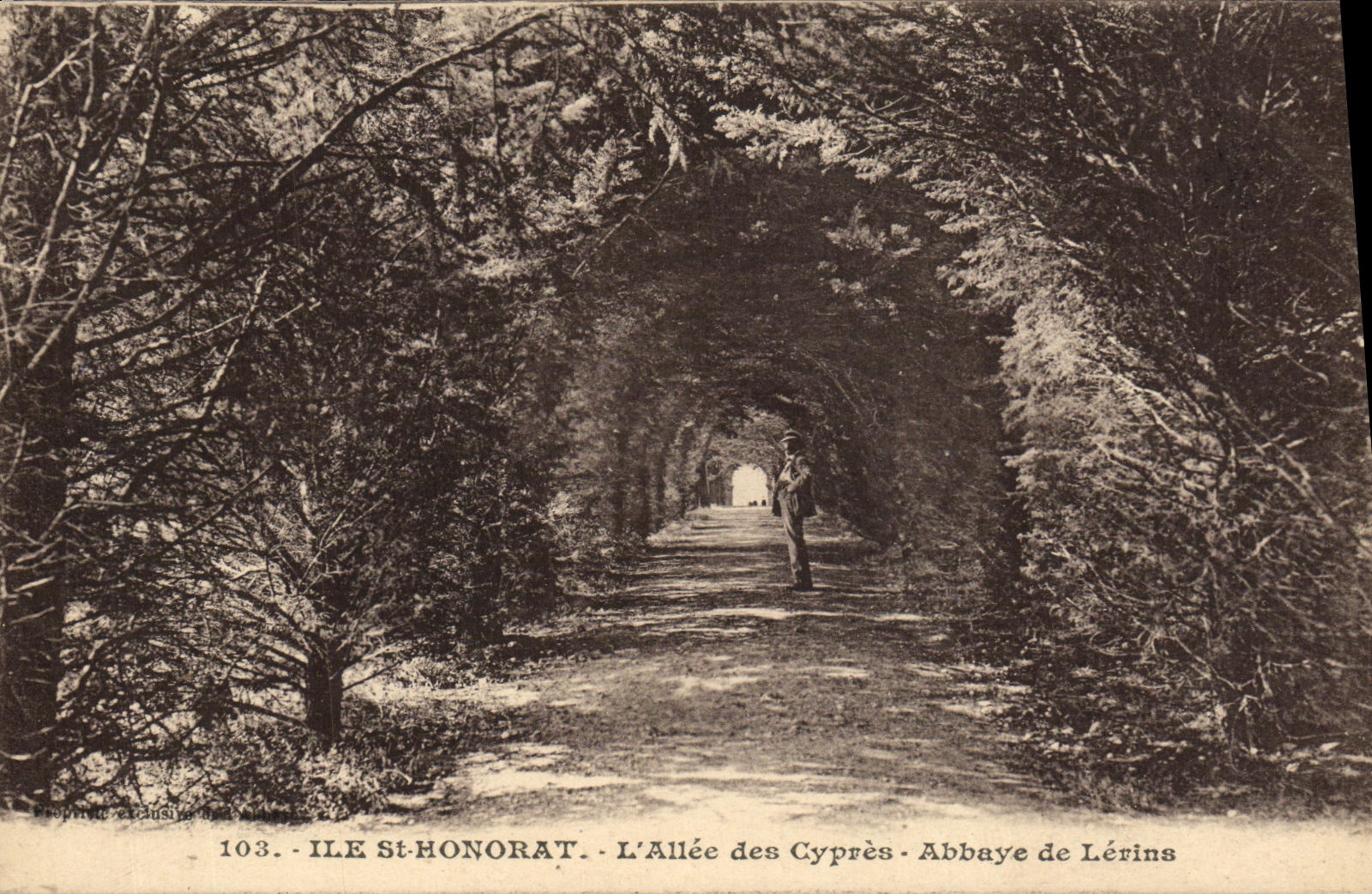 CPA lle Saint Honorat L Allee des Cypres Abbaye de Lerins