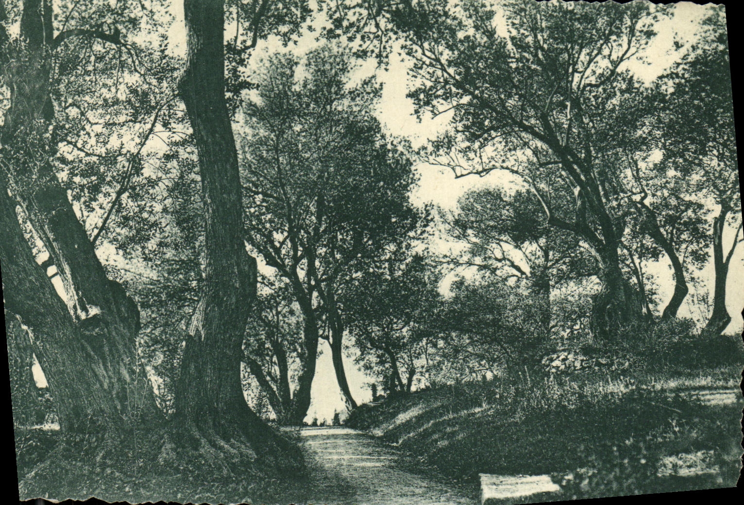 CPA Chemin au Cap Martin