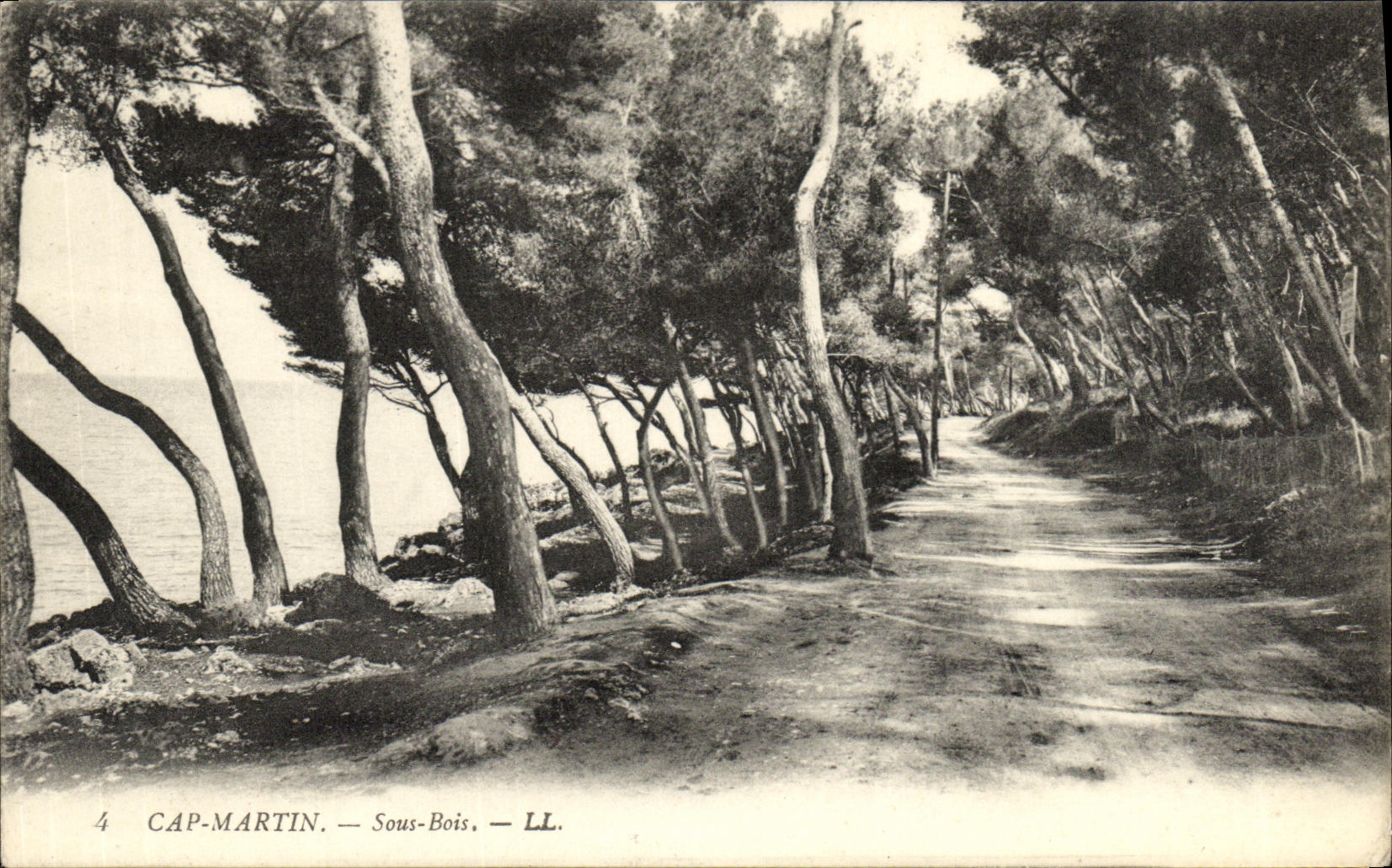 CPA Cap Martin Sous Bois