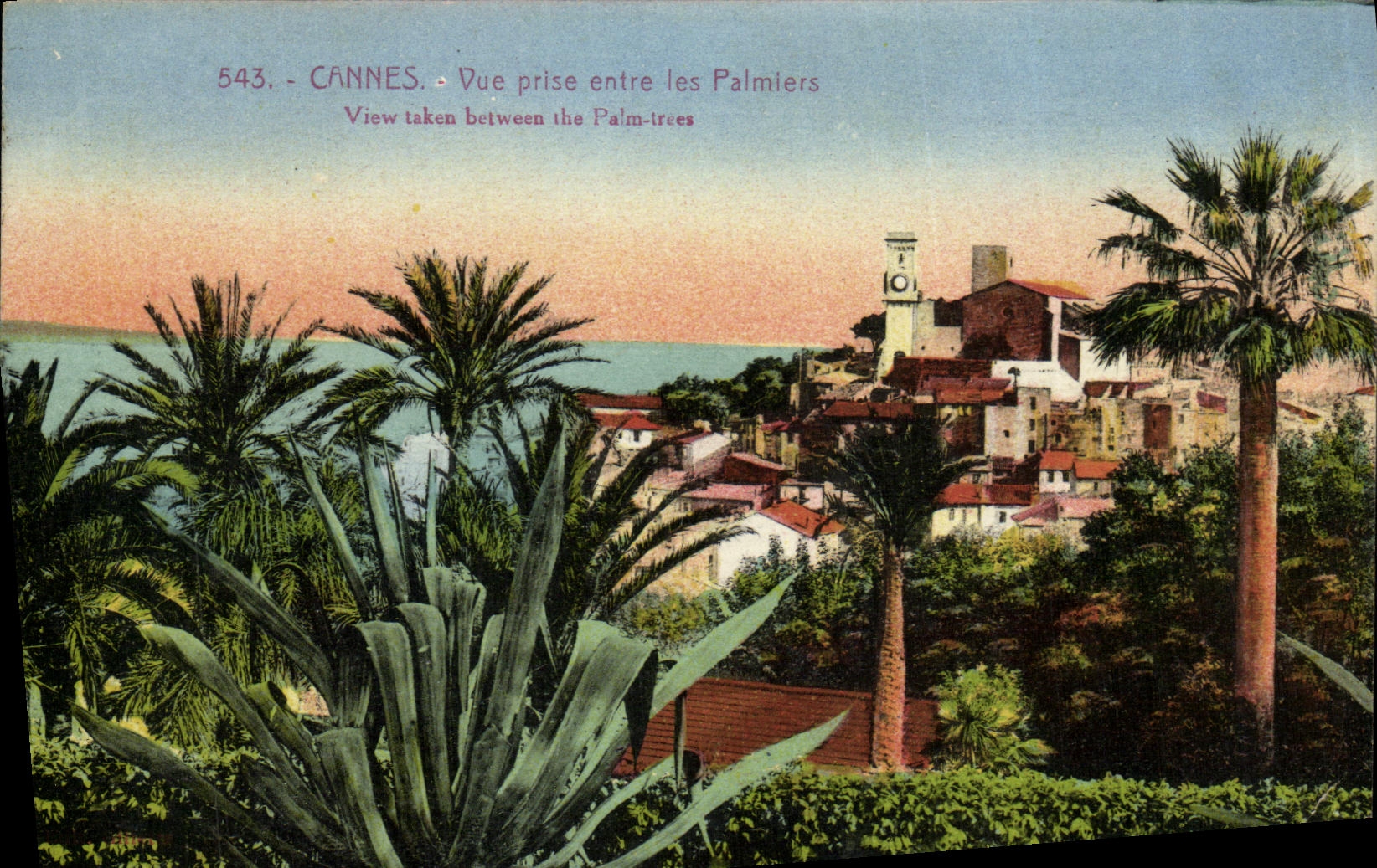 VINTAGE POSTCARD Cannes Seen from Entered Palm trees