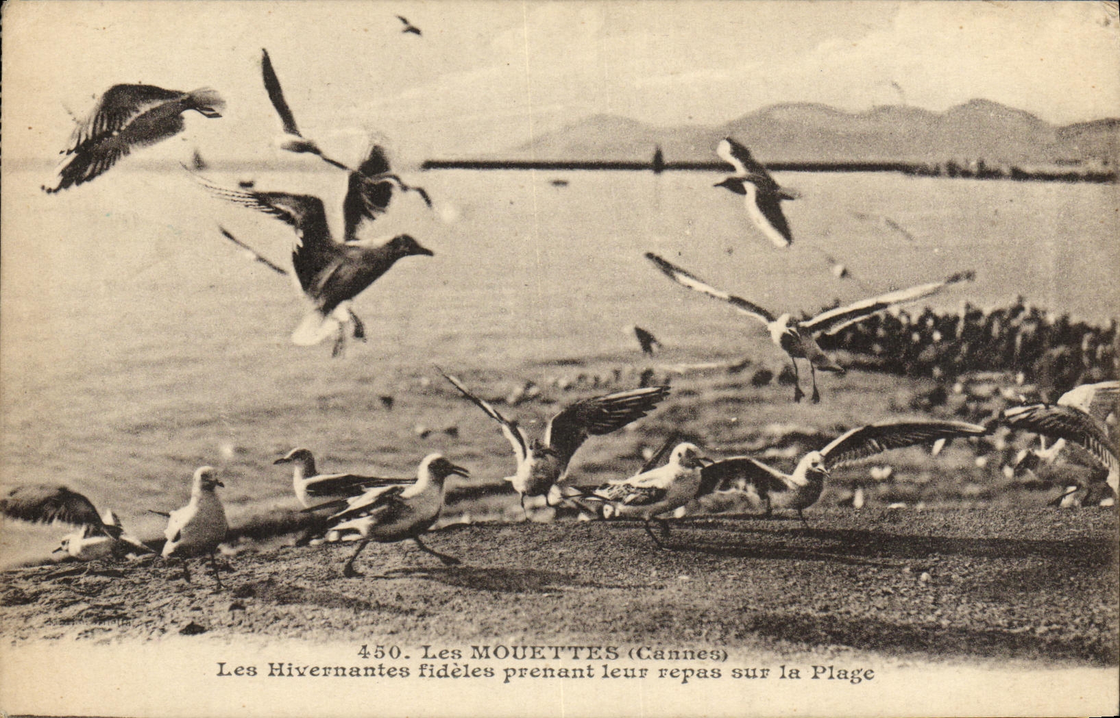 VINTAGE POSTCARD Cannes Faithful Gulls Wintering Them Taking Their Meal on the Beach