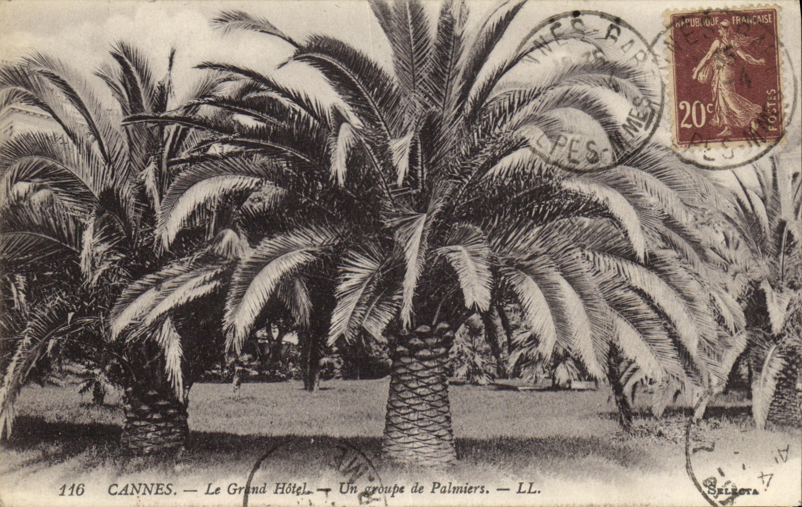 VINTAGE POSTCARD Cannes the Large Hotel a Group of Palm trees