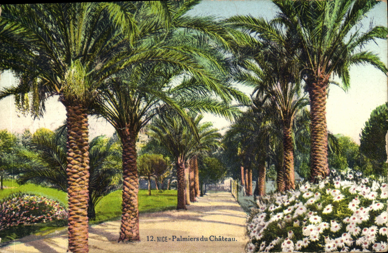 CPA Nice Palmiers du Chateau