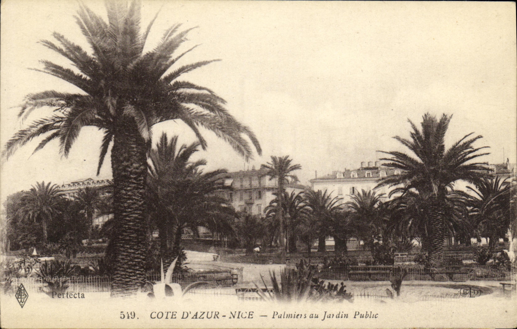 CPA Cote D Azur Nice Palmiers au Jardin Public