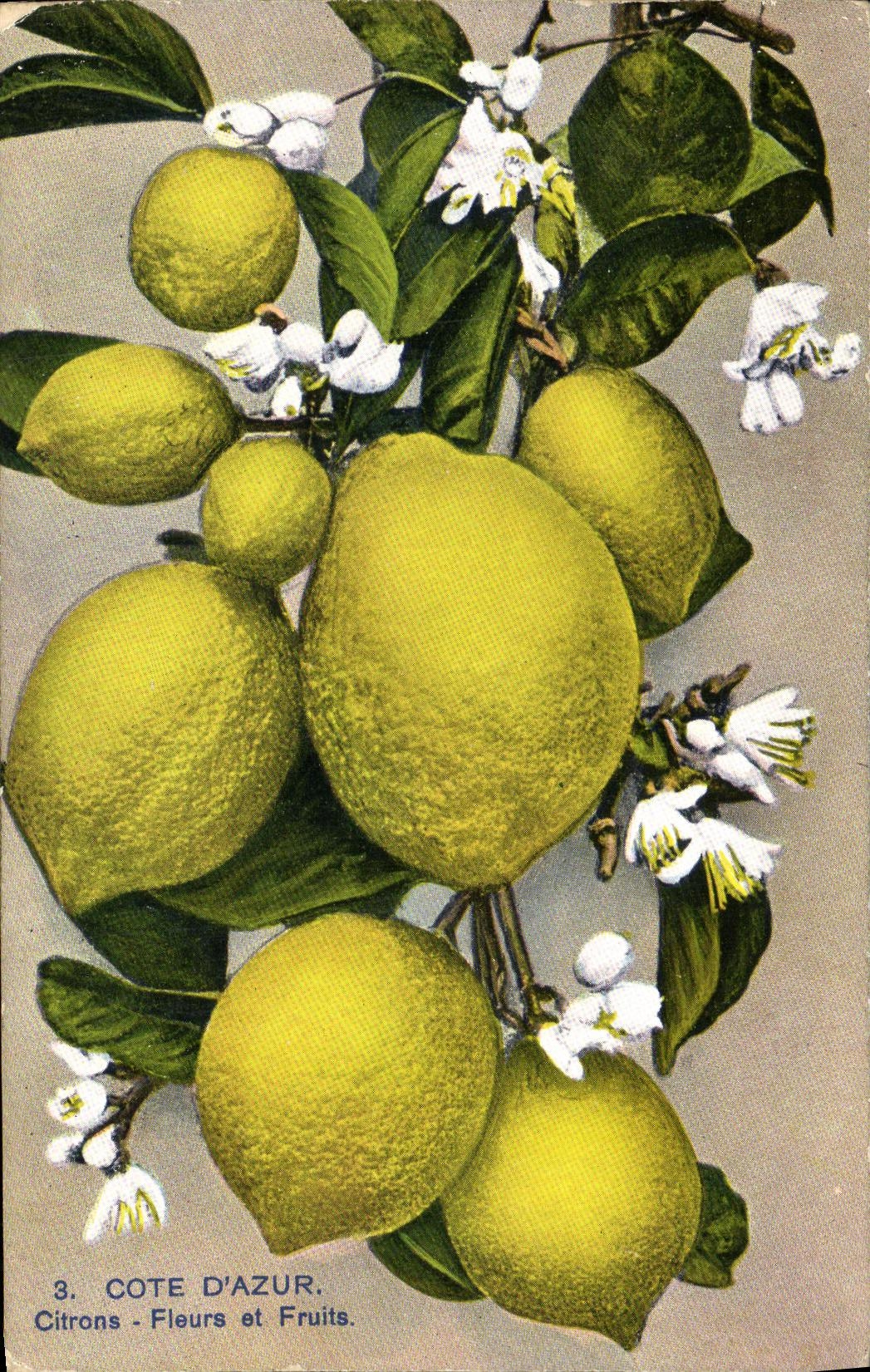 CPA La Cote D Azur Citrons Fleurs et Fruits