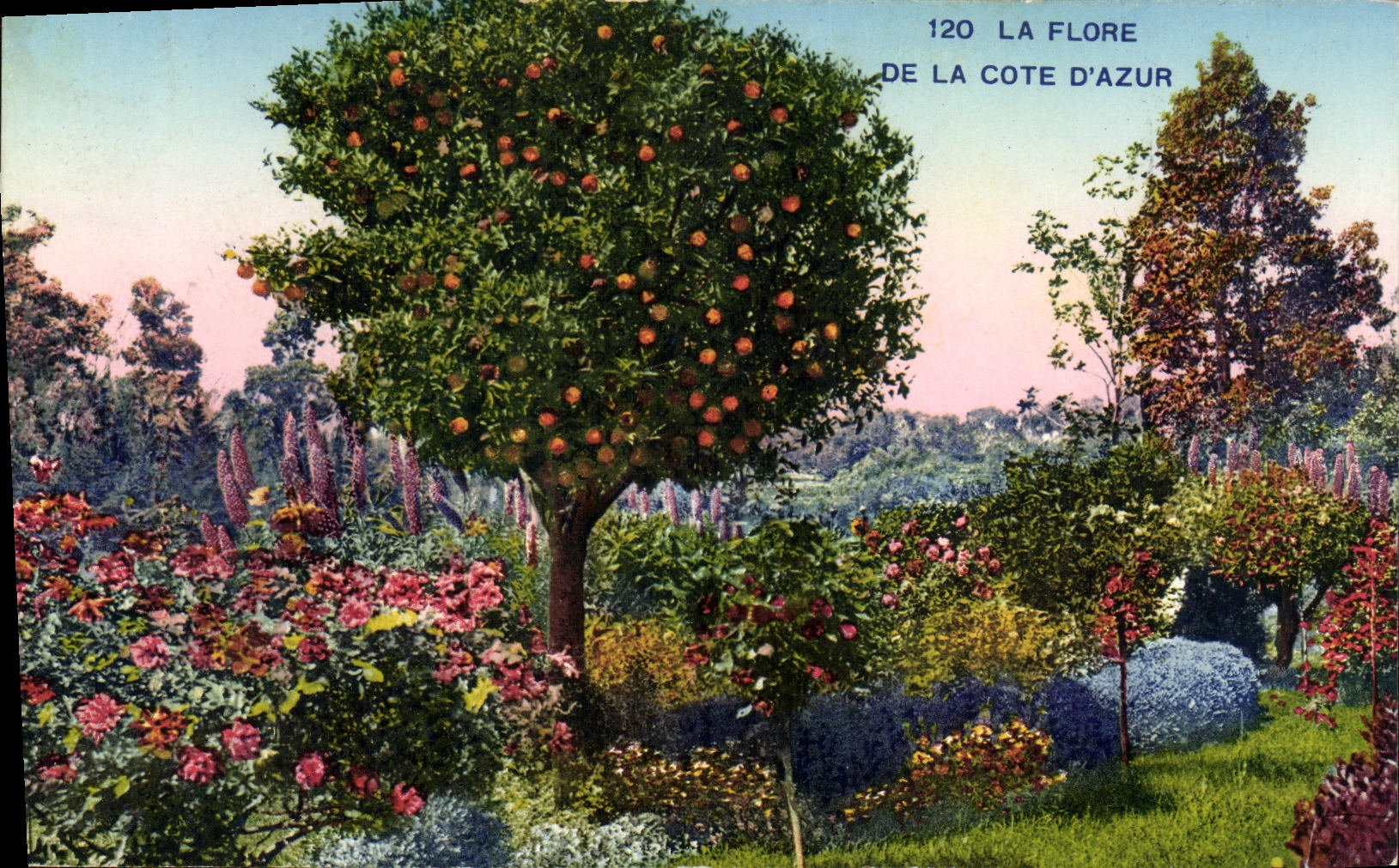 CPA La Cote D Azur Fleurie La Flore