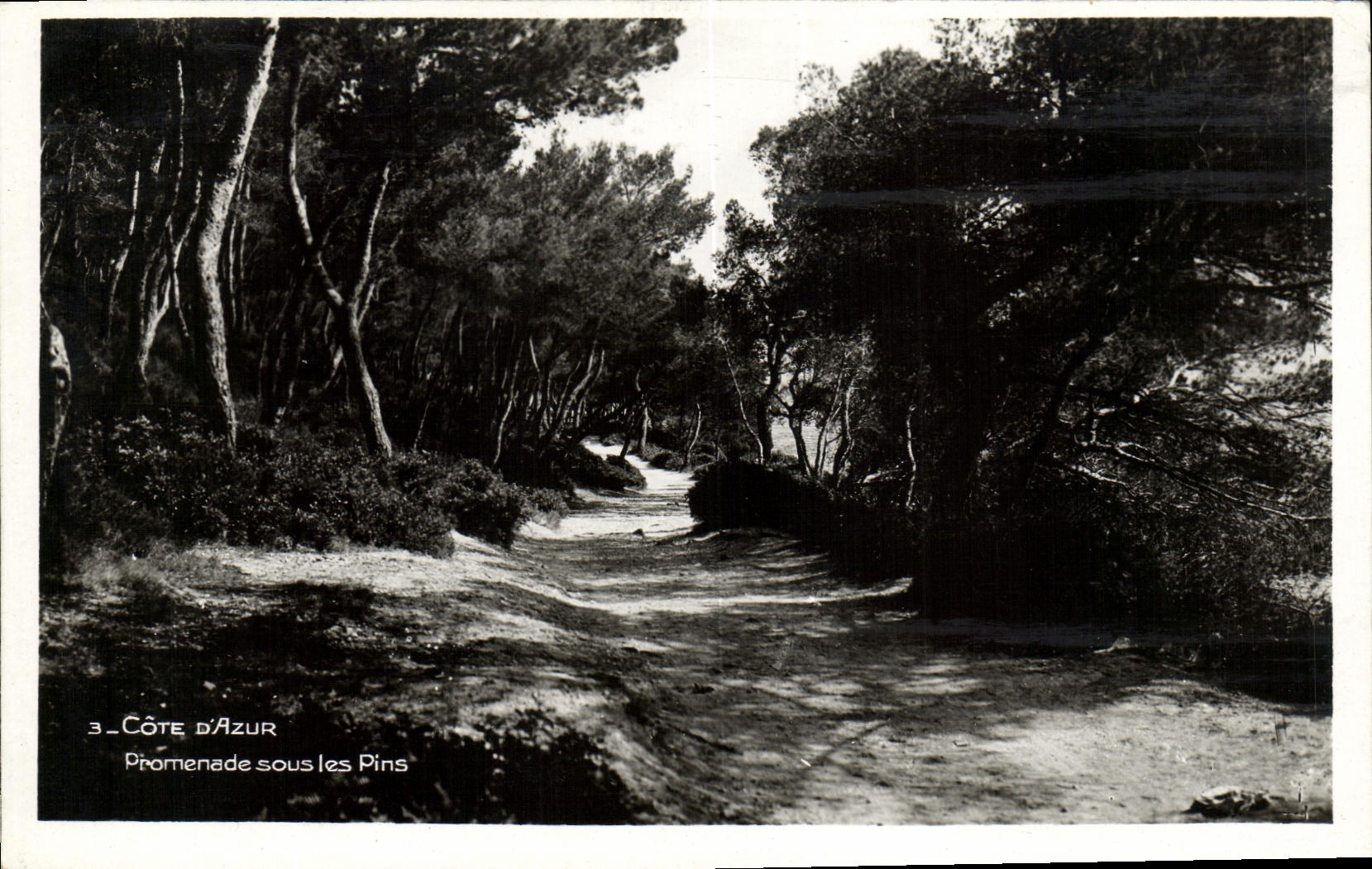 CPA Cote d azur Promenade sous les pins