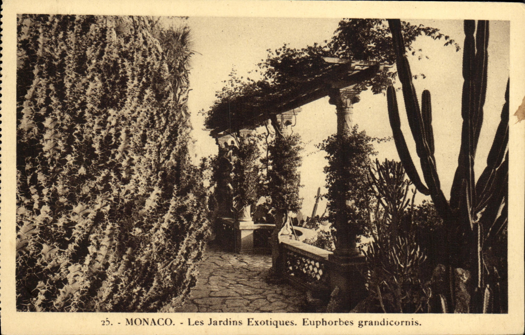 CPA Monaco Les Jardins Exotiques Euphorbes Grandicornis