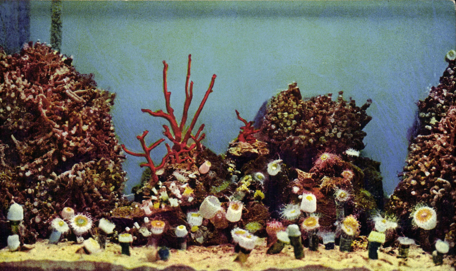 CPA Monaco Aquarieum Les coralliaires