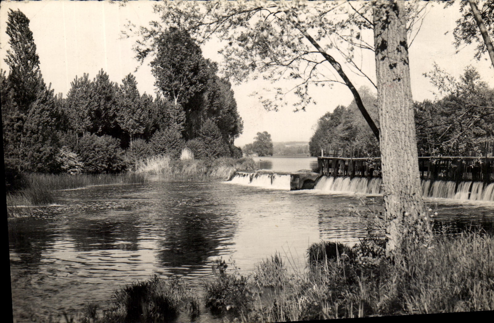 MODERN CARD Chartre On the Dormouse Stopping