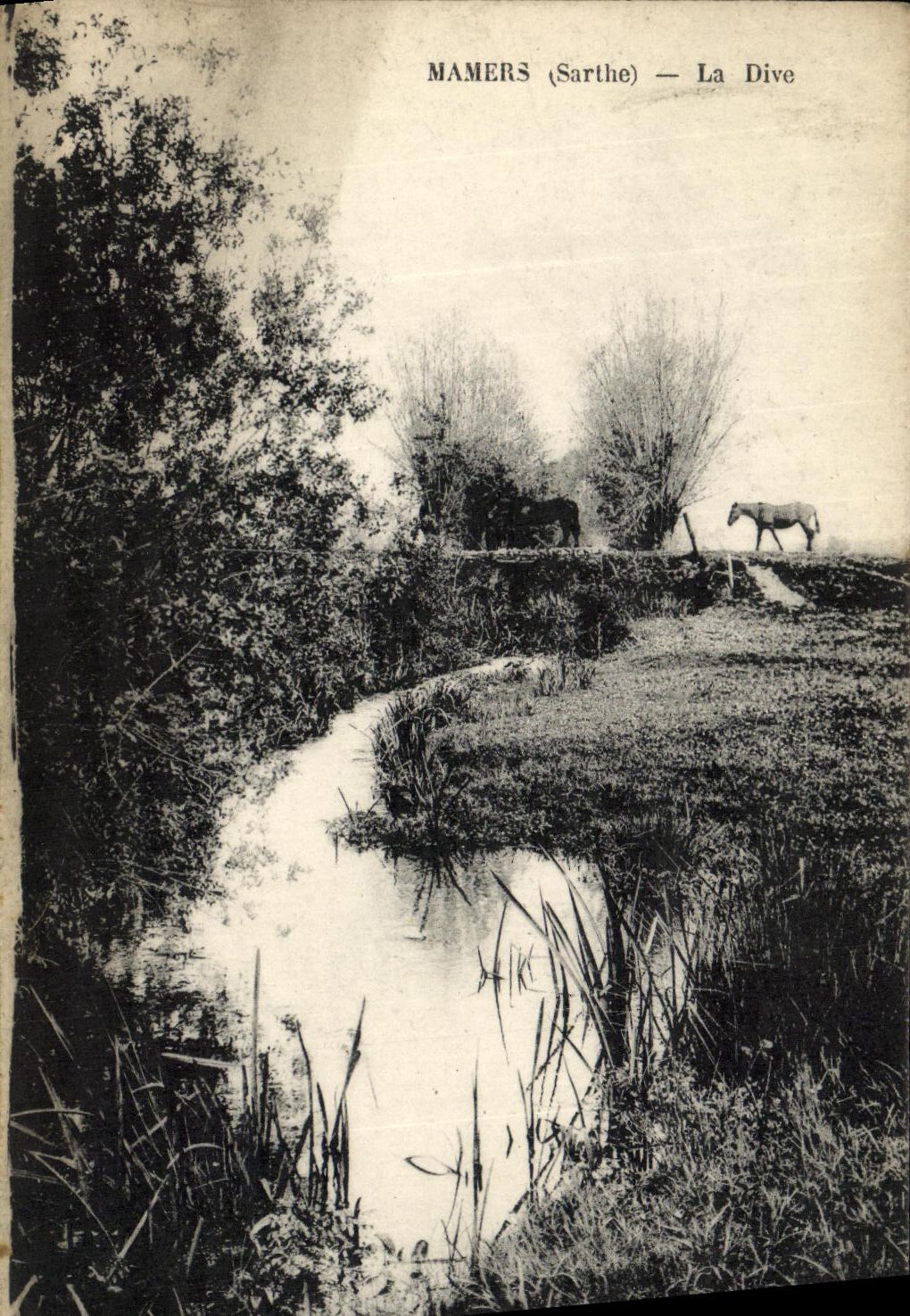 VINTAGE POSTCARD Mamers Divine Horses