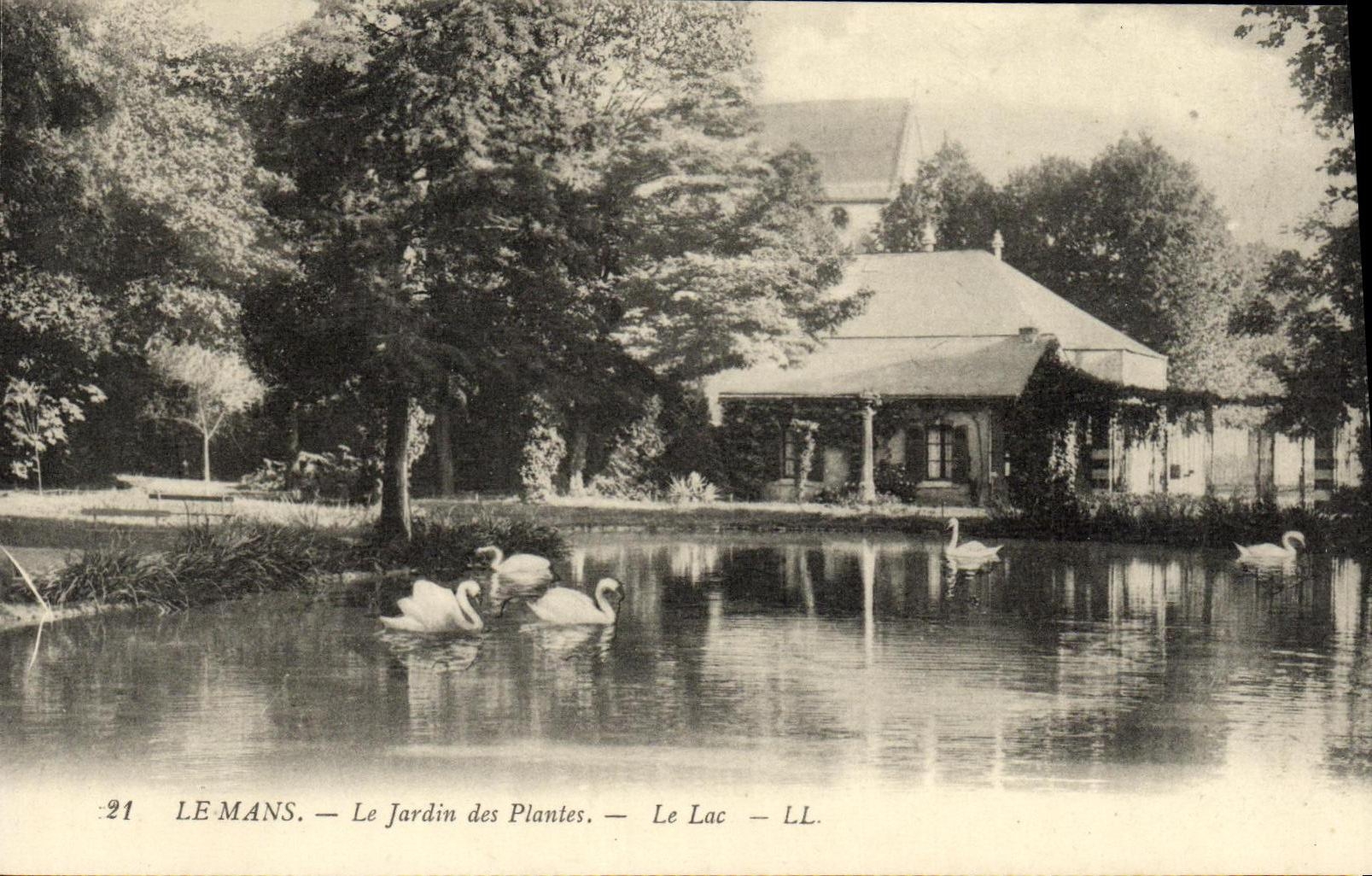 VINTAGE POSTCARD Mans the Botanical garden the alc Swans