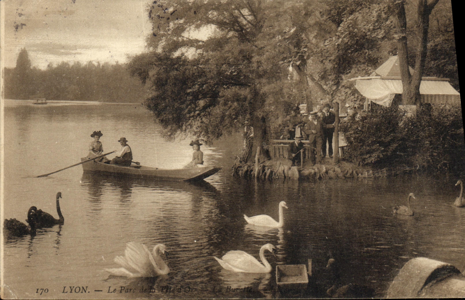 Parque de Lyon de la POSTAL de la VENDIMIA de los cisnes del oro de la cabeza D
