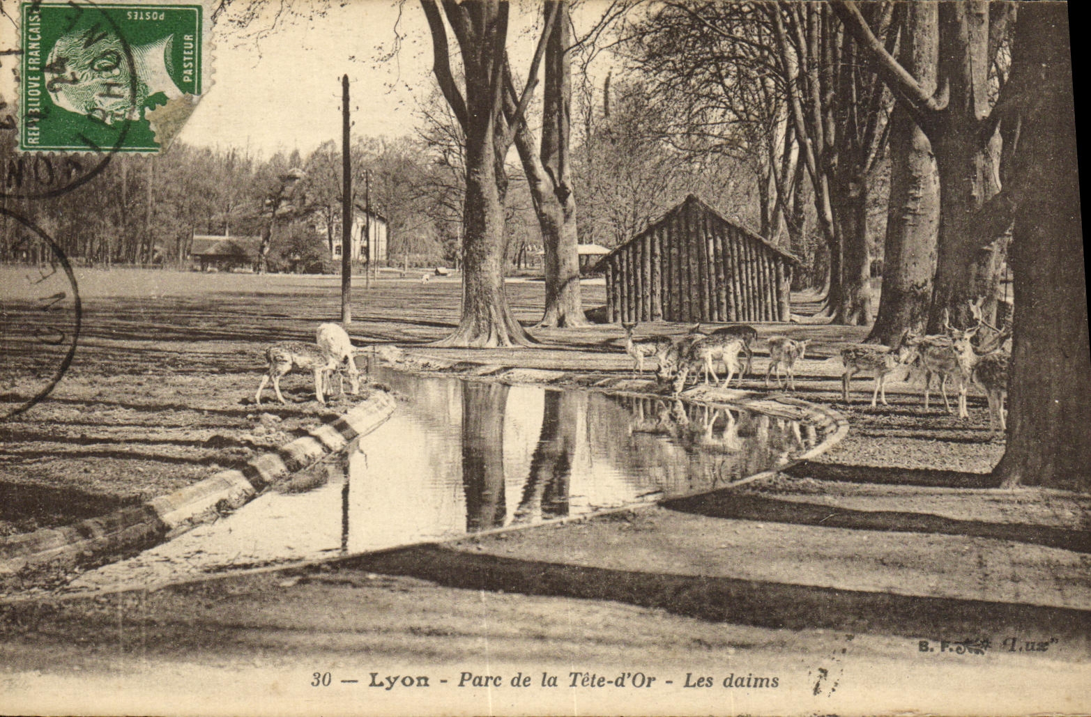 VINTAGE POSTCARD Lyon Park of the Head D But deer