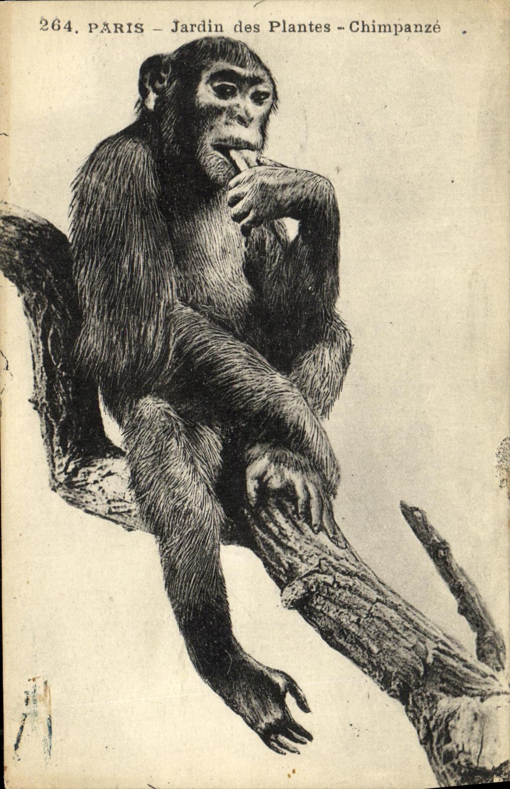 CPA Paris Jardin des Plantes Chimpanze Singe Zoo