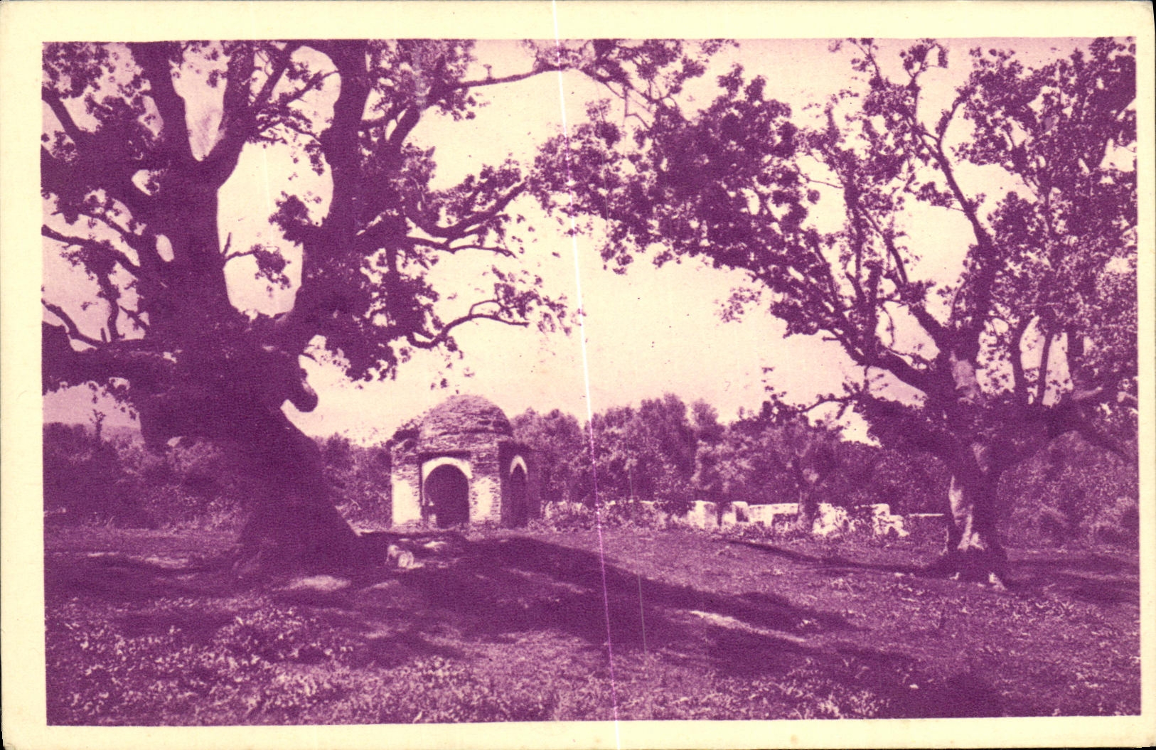 CPA Tlemcen Bois des oliviers et tombeaux