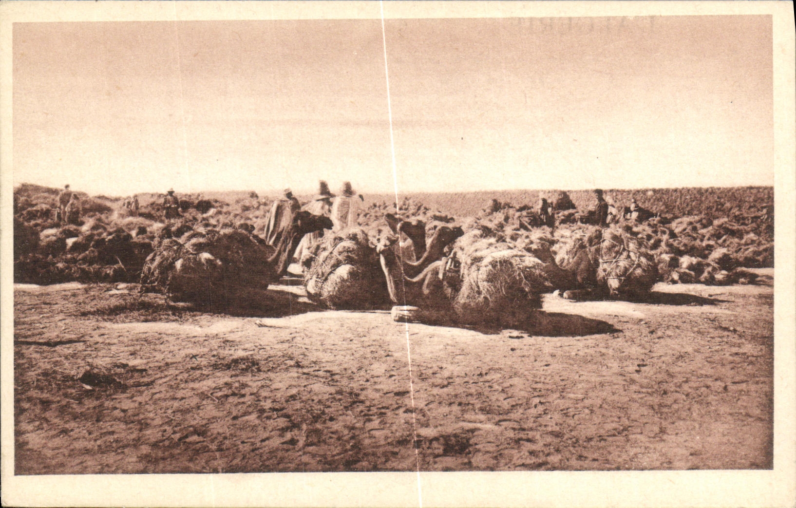 CPA Chantier d Alfa au sud de Champel Chameaux 