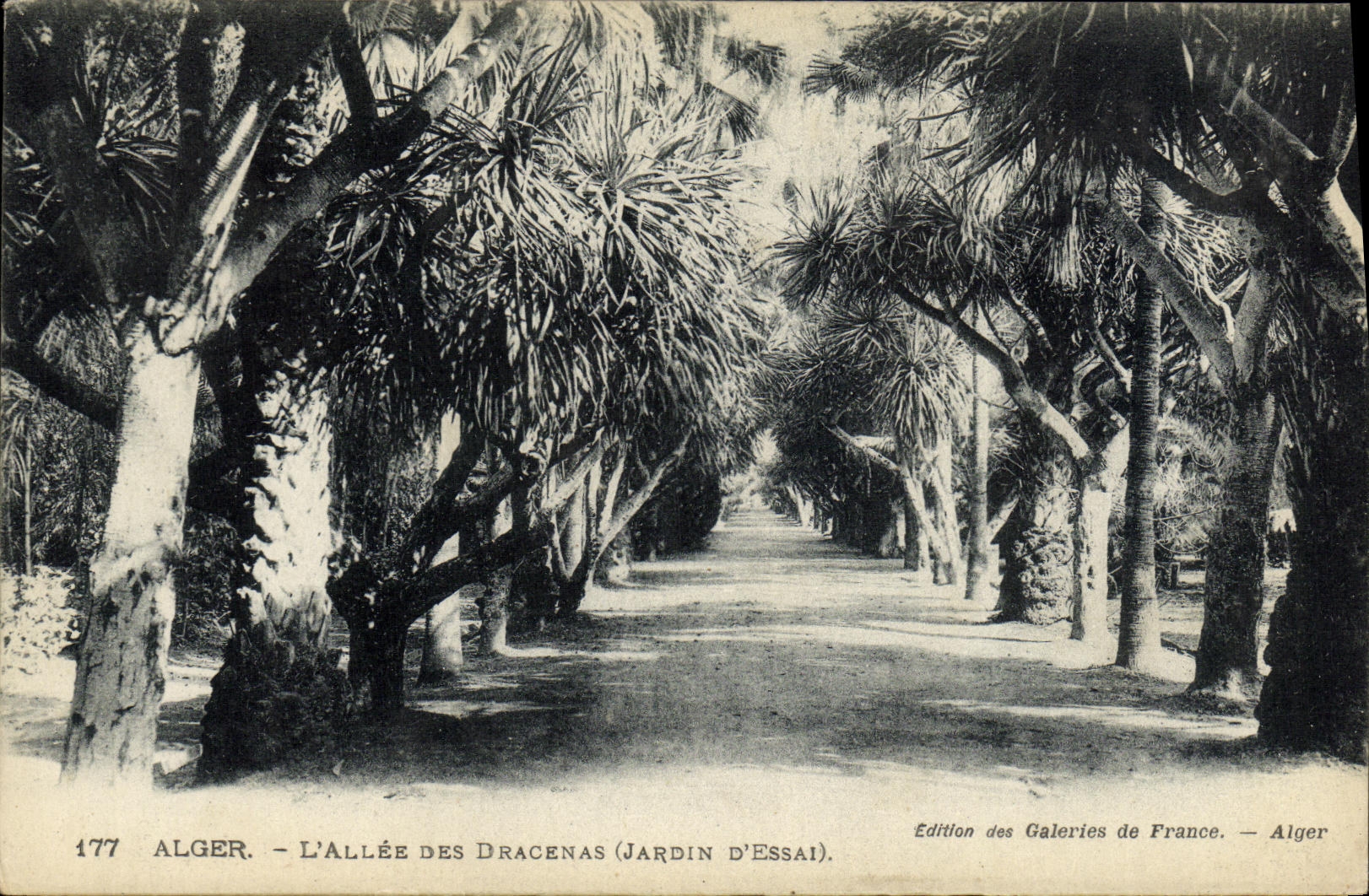 POSTAL Argel L de la VENDIMIA ida de prueba del jardin D de Dracenas