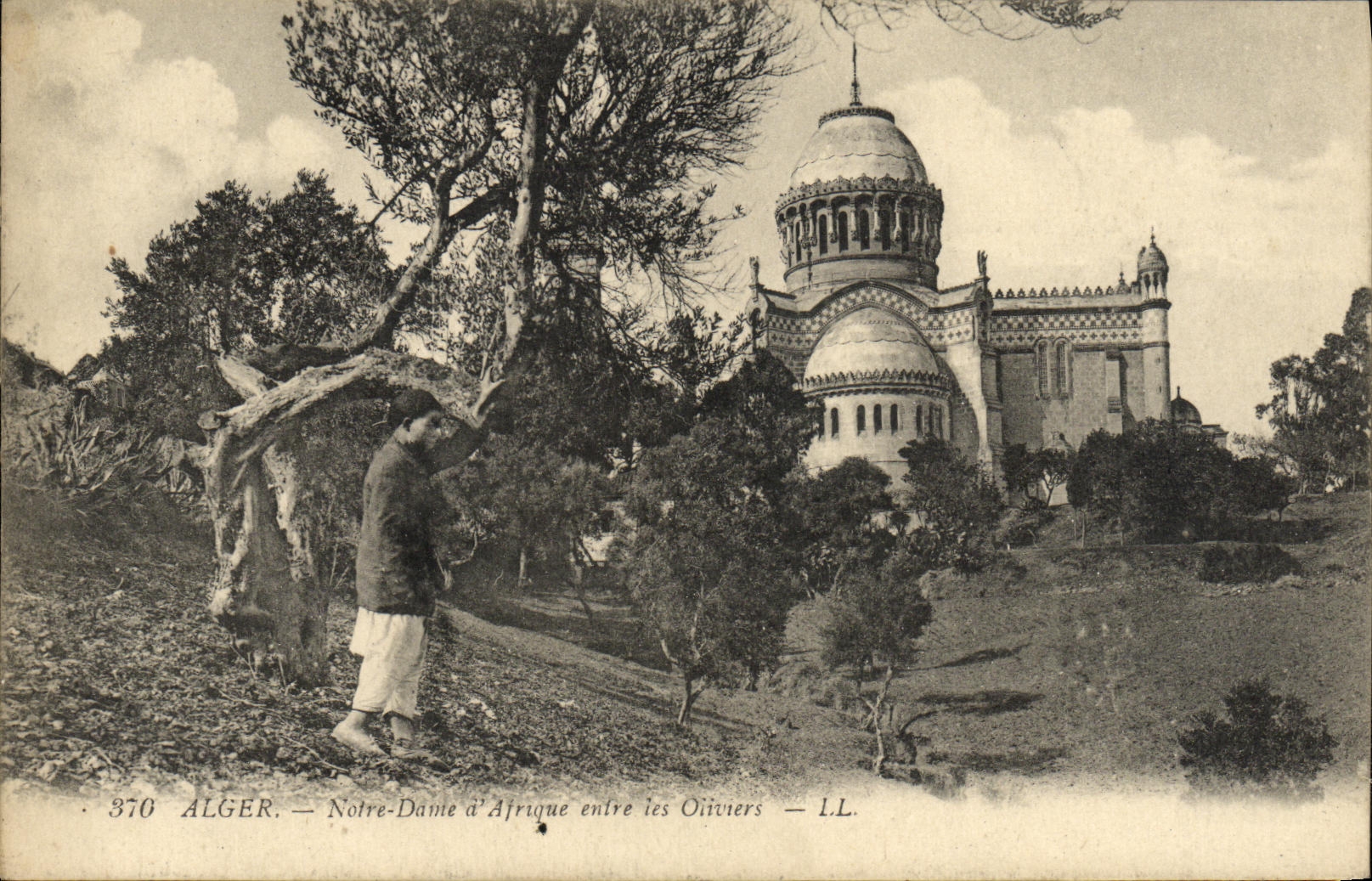 La POSTAL Argel Notre Dame D africa de la VENDIMIA entra en los aceituna arboles