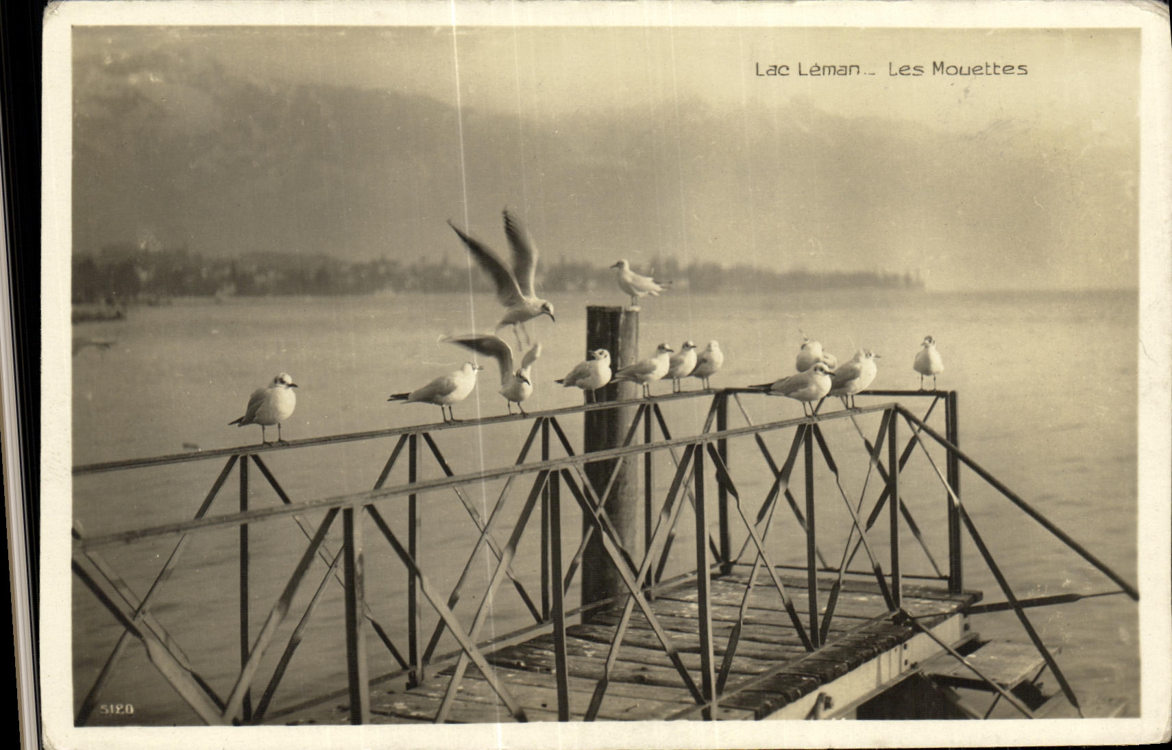 CPA Lac Leman Les Mouettes