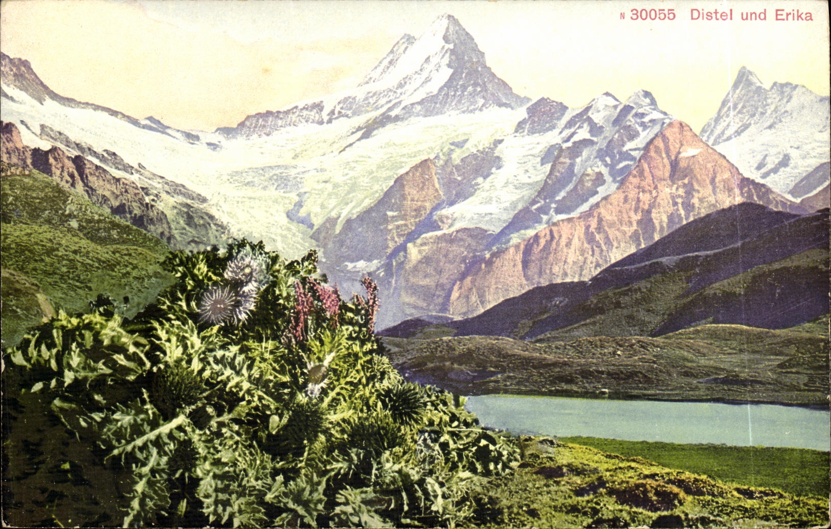 CPA Distel Und Erika