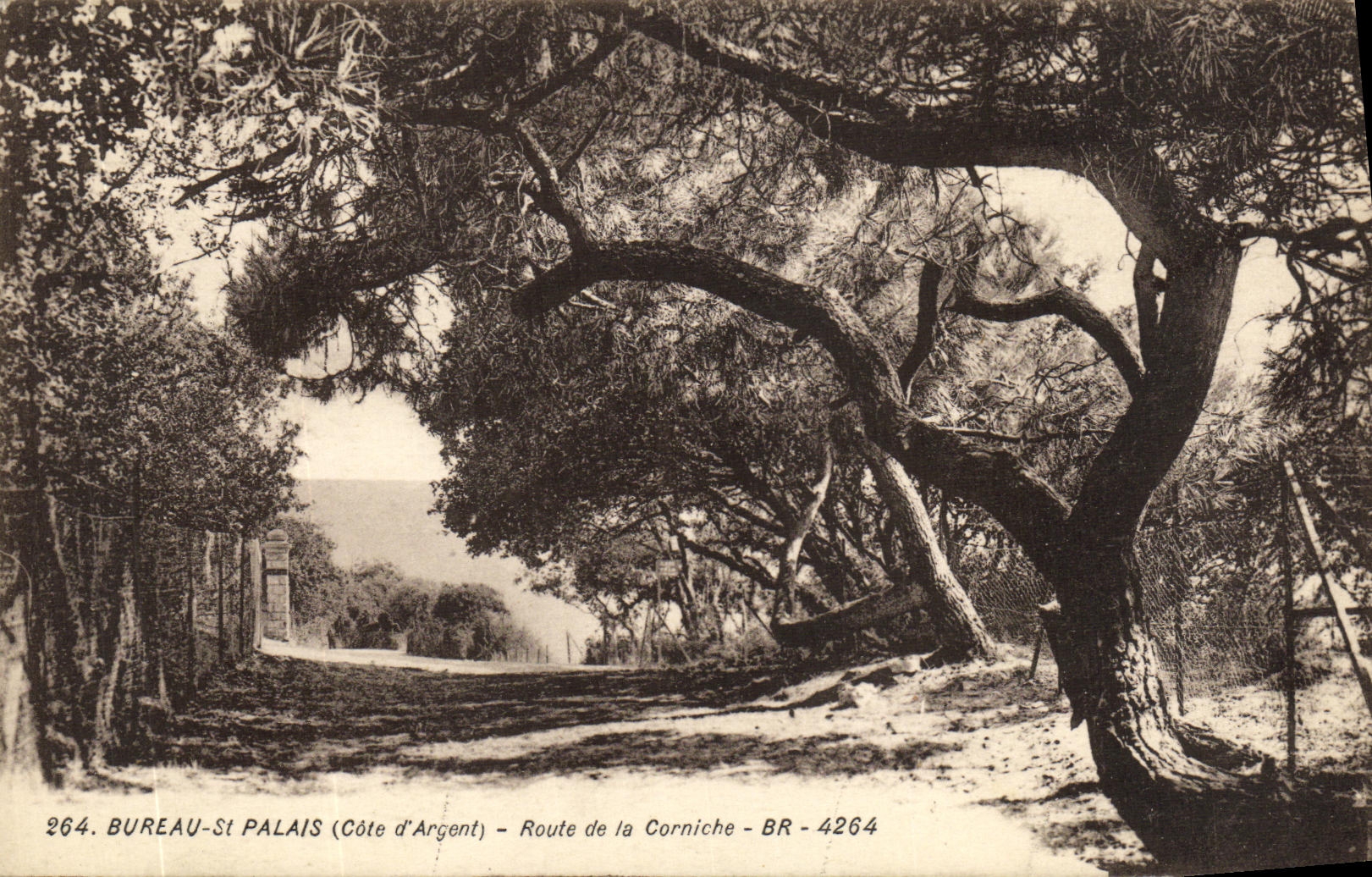 Camino del paladar del St de la oficina de la POSTAL de la VENDIMIA de la cornisa
