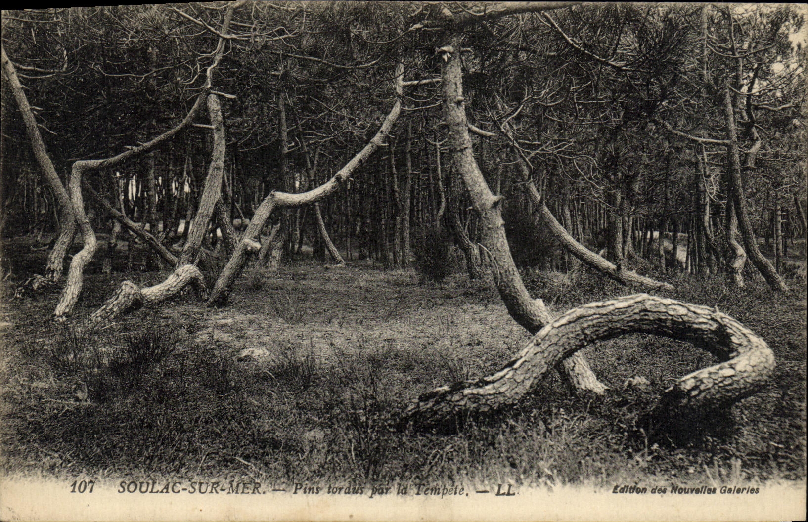 VINTAGE POSTCARD Soulac on sea Pines twisted by the storm