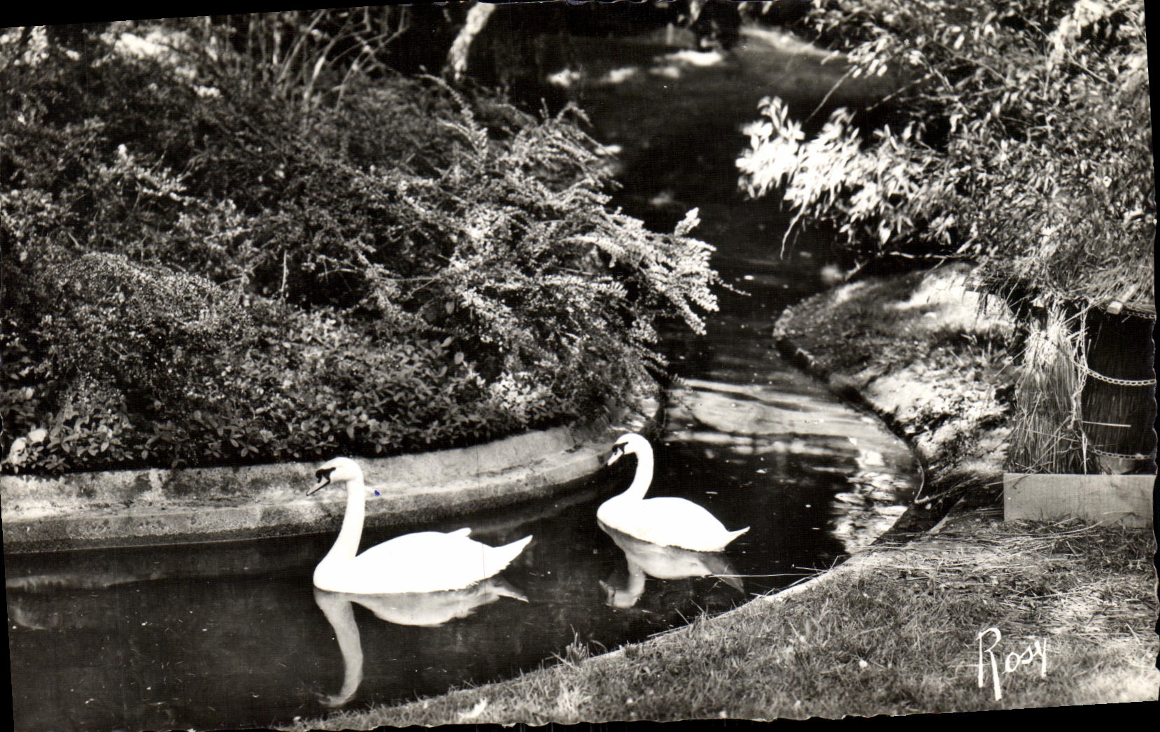 CPM Rennes Les Cygnes au Jardin des Plantes