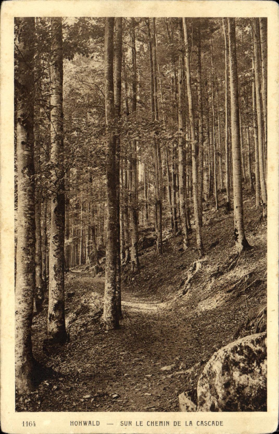VINTAGE POSTCARD Hohwald On the Way of the Cascade