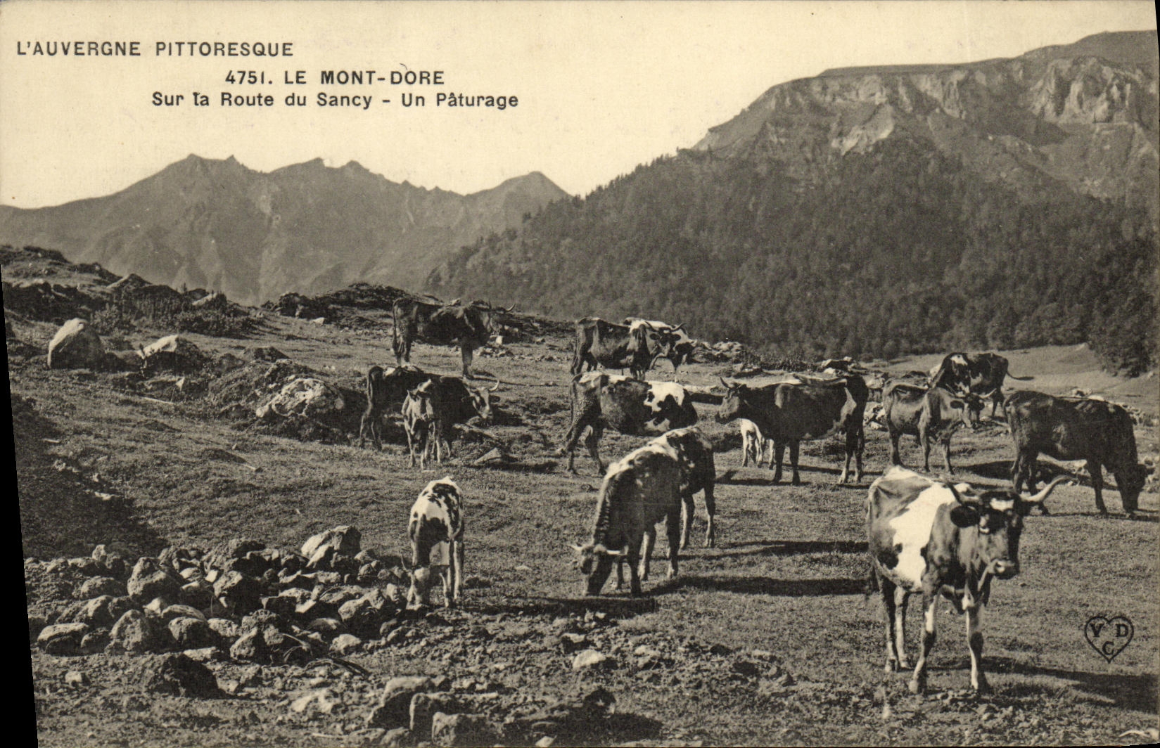 VINTAGE POSTCARD the Mount Gilds On the Road of Sancy a Pasture Cows