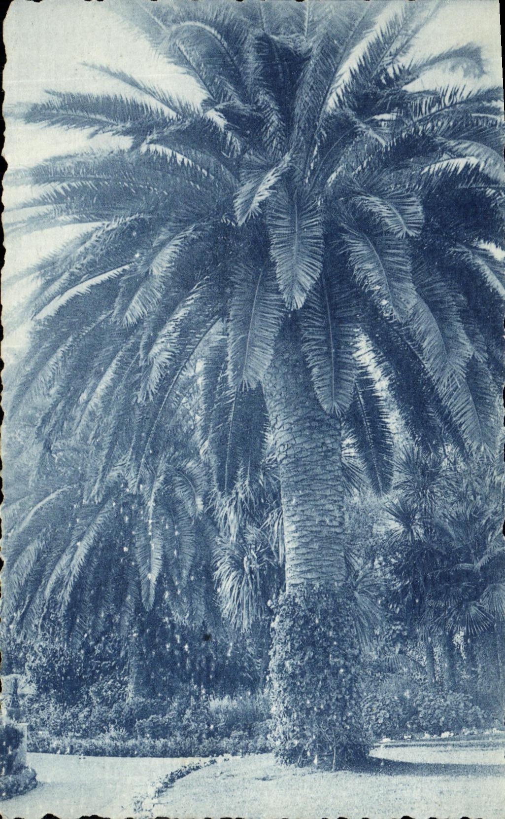 VINTAGE POSTCARD Plamiers in the Park D Espalmador