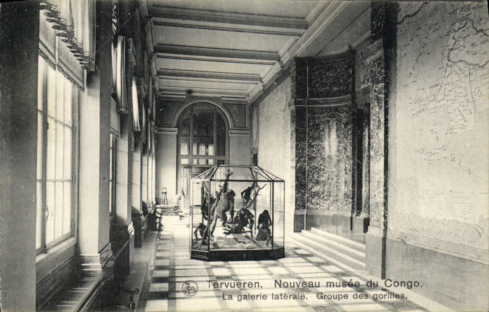VINTAGE POSTCARD Tervueren Nouveau Museum of Congo Gaterie Laterale Groups Singes gorillas