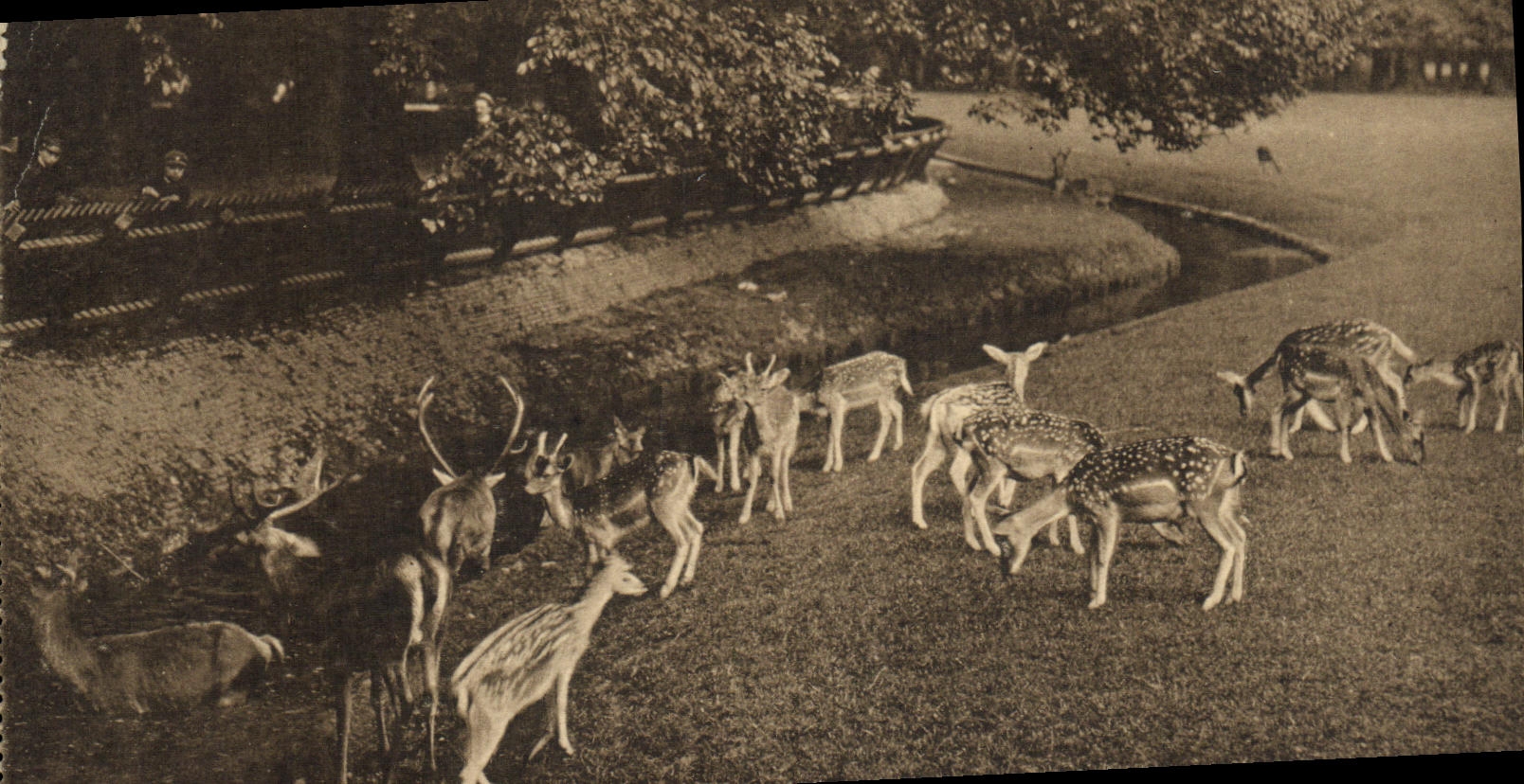 Ciervos de Haag Hortenkamp de la guarida de la POSTAL de la VENDIMIA